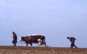 Feldarbeit mit Kuh Au_WDU
